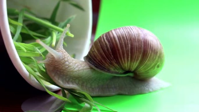 特写蜗牛吃草。花园蜗牛吃新鲜蔬菜。