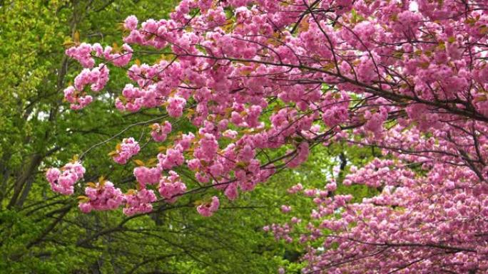 樱花粉色春暖花开微风吹拂自然美