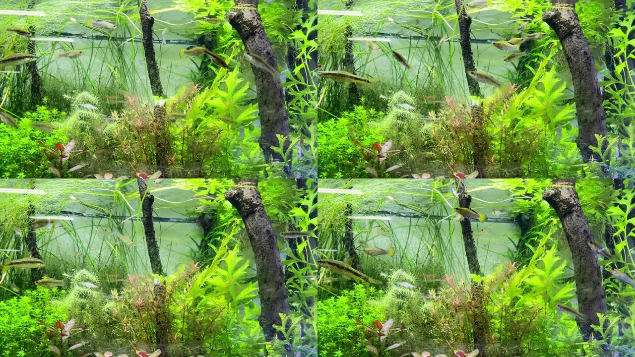 具有真实环境植被模拟的鱼缸