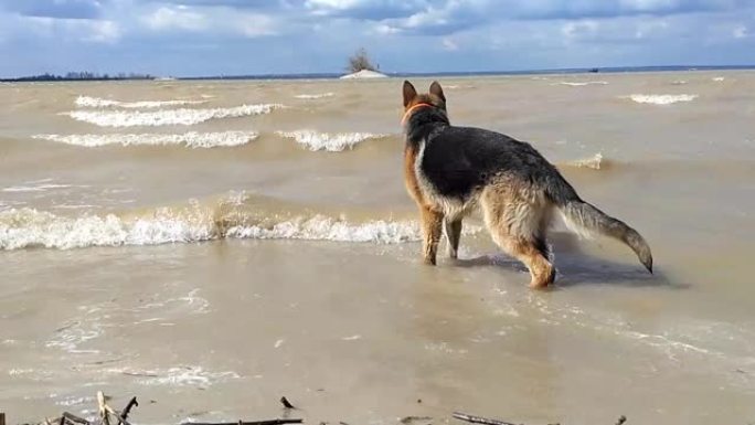 一只狗在河里玩耍。德国牧羊犬在水中跳跃，寻找海浪，捕捉和咬伤。和你的宠物一起在海滩上的新鲜空气中玩耍