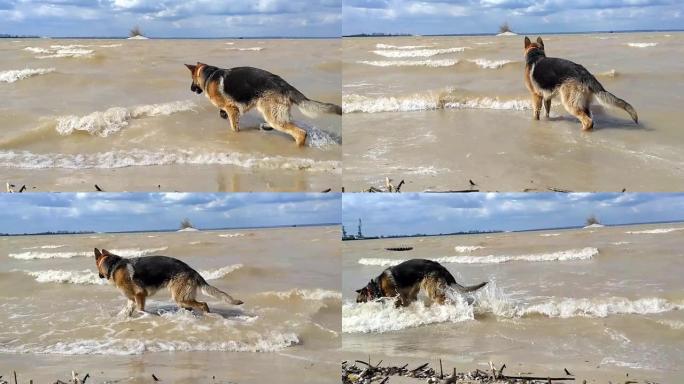 一只狗在河里玩耍。德国牧羊犬在水中跳跃，寻找海浪，捕捉和咬伤。和你的宠物一起在海滩上的新鲜空气中玩耍