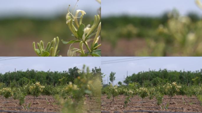 金银花 种植 加工 收获 农业三农