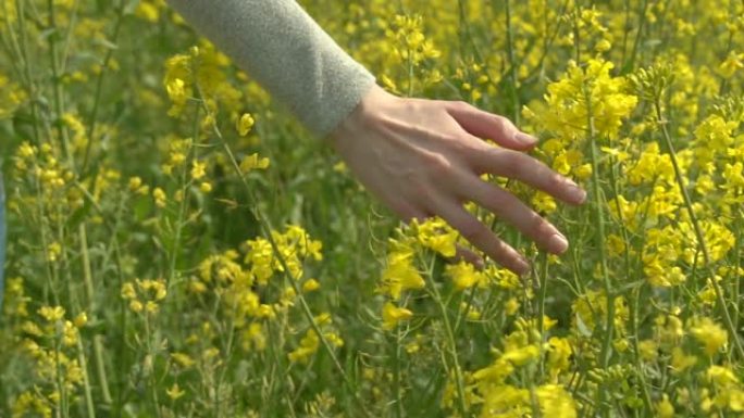 一个女人沿着油菜籽的田野走，用手触摸油菜花。