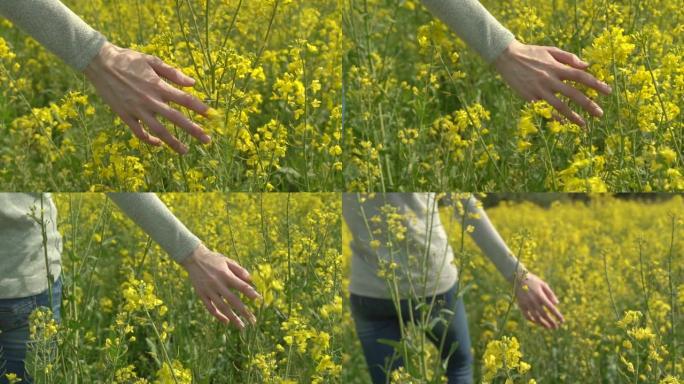 一个女人沿着油菜籽的田野走，用手触摸油菜花。