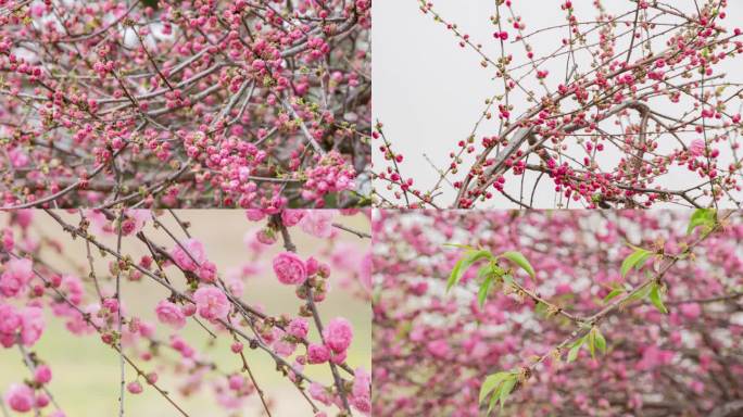 春天榆叶梅树