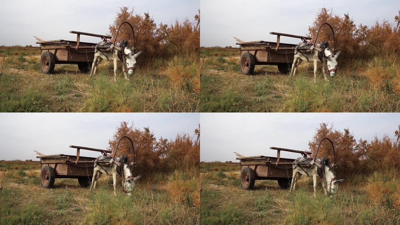 驴在牧场吃草