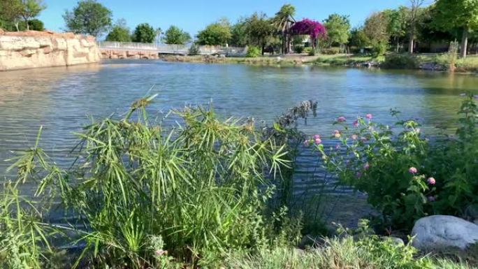 在风和日丽的晴天，池塘在美丽的城市公园里被鲜花和树木环绕。4k视频。