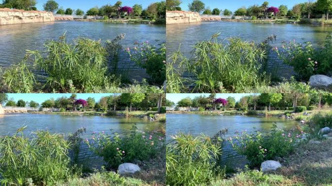 在风和日丽的晴天，池塘在美丽的城市公园里被鲜花和树木环绕。4k视频。