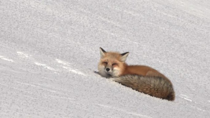 停在雪地上的红狐狸看着黄石公园的相机