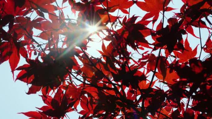 阳光透过美国红枫的叶子