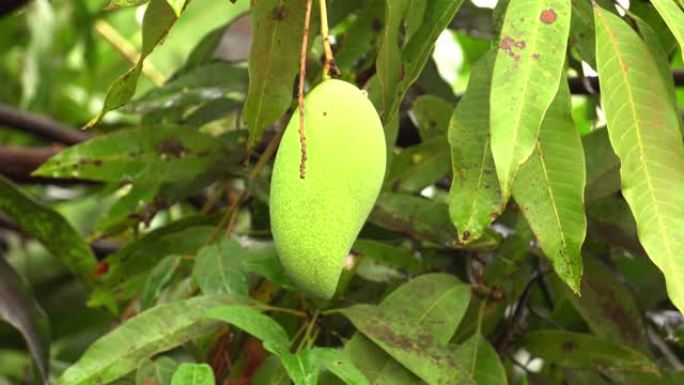 芒果树特写镜头饱满果实田园风光