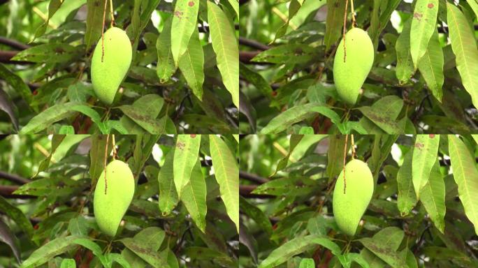 芒果树特写镜头饱满果实田园风光