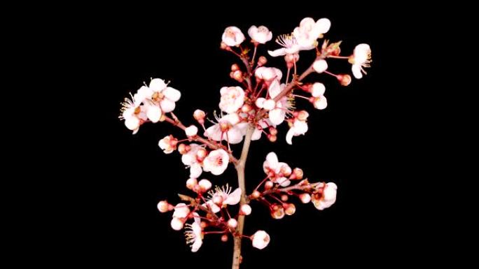 樱桃树的树枝上绽放白花