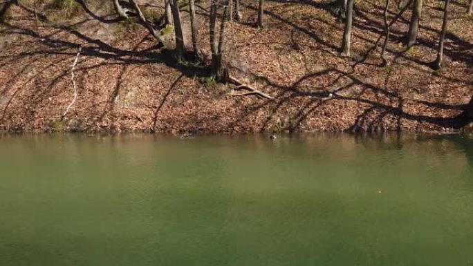 春天森林湖上的野鸭和脾脏。慢动作。