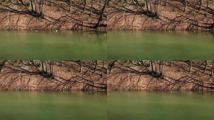 春天森林湖上的野鸭和脾脏。慢动作。