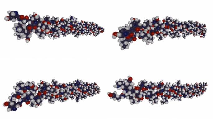 结缔组织生物聚合物的主要结构蛋白胶原纤维生物分子的3D渲染。