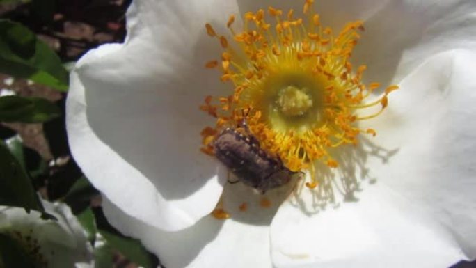 日本。五月。甲虫以美丽的白花为食。