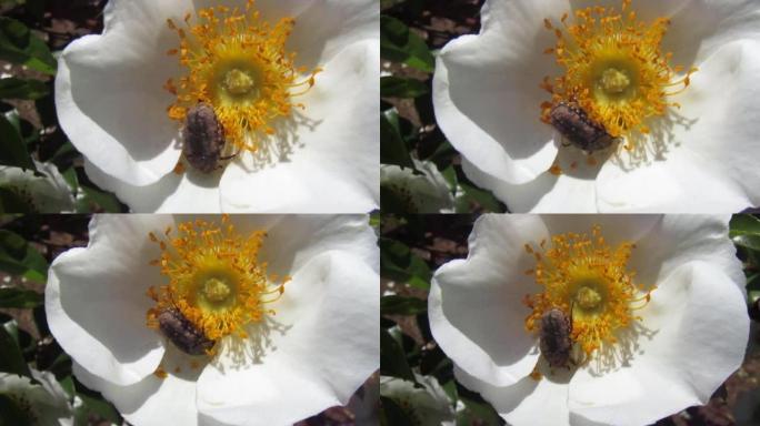 日本。五月。甲虫以美丽的白花为食。