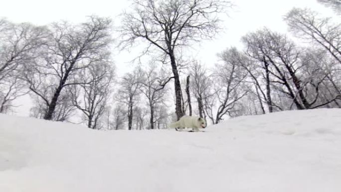 北极狐在白雪皑皑的冬季景观中四处奔跑