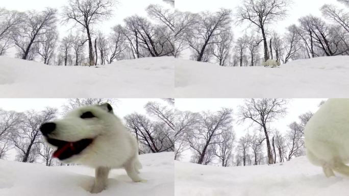 北极狐在白雪皑皑的冬季景观中四处奔跑