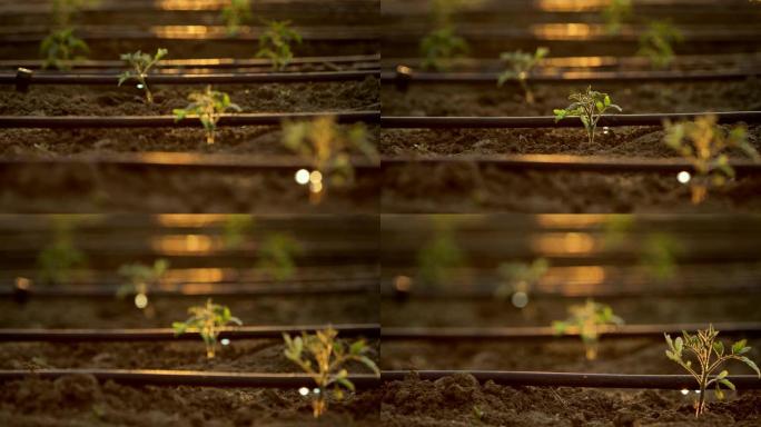 人们锄地，手种植绿苗，社区园艺，城市园艺，城市农业，分配，城市农业，可持续花园，滴灌