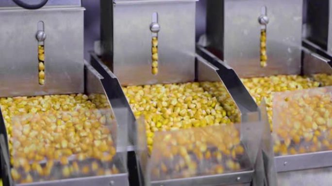 玉米加工厂。机器玉米筛选最优质的产品。