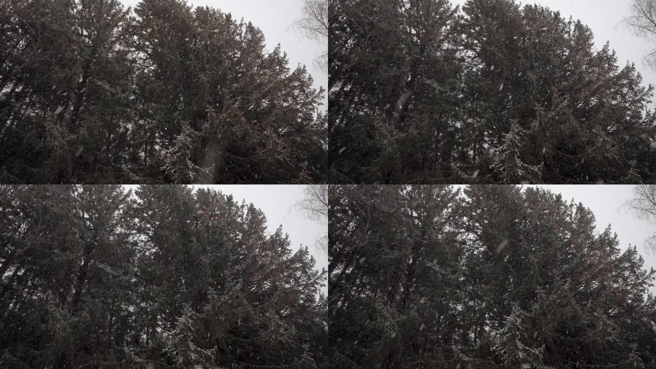 大雪。大片雪，落在云杉树枝上