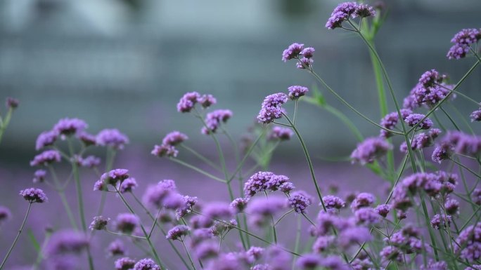 春夏摇曳的马鞭草花海特写