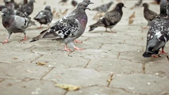 许多野鸽在slomo的人行道上行走