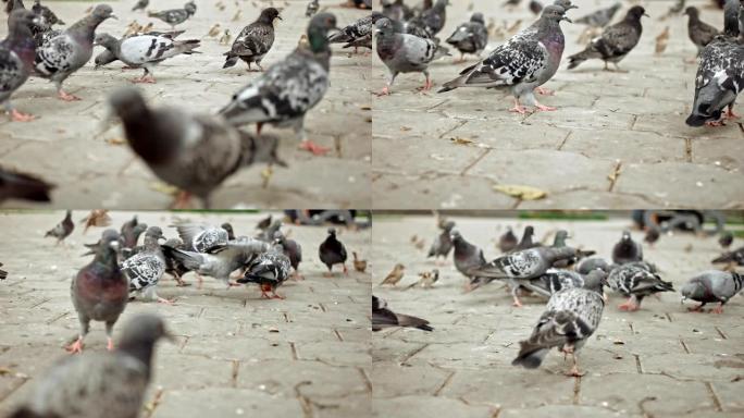 许多野鸽在slomo的人行道上行走