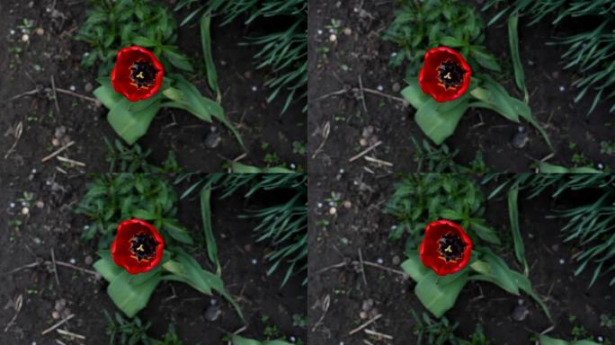 雨后美丽的红色郁金香在春天的花园里，特写俯视图。