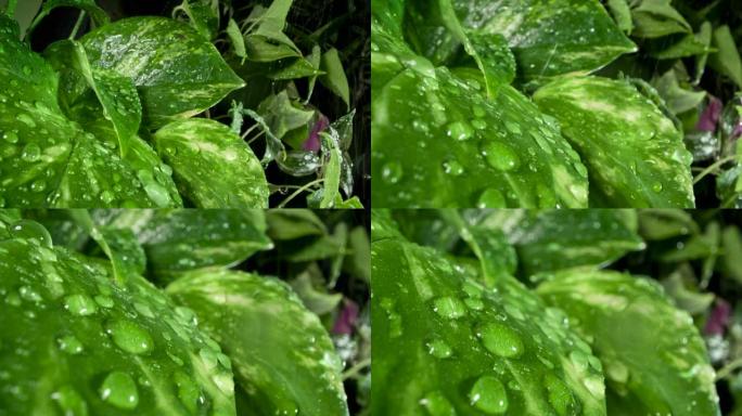 雨滴中的绿叶雨中的树叶