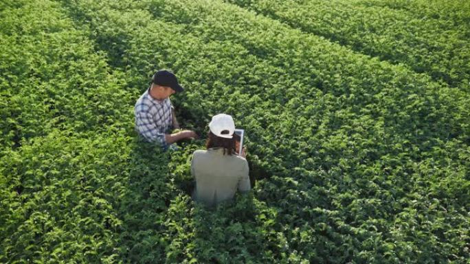 在鹰嘴豆地里工作的农民