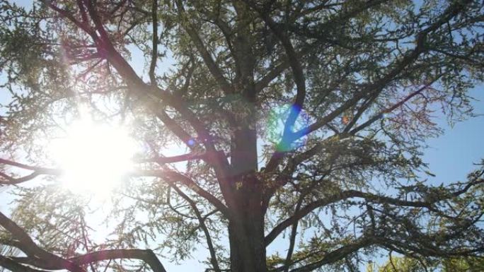 太阳的光线冲破了一棵大树的树枝，对着蓝天。