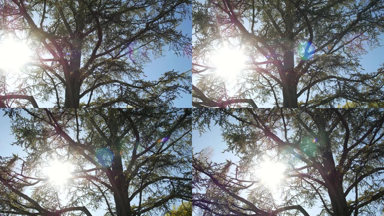 太阳的光线冲破了一棵大树的树枝，对着蓝天。