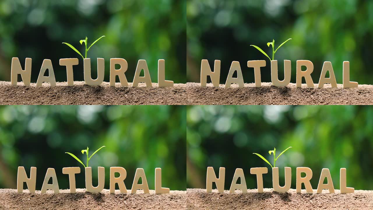 带有木制字母的 “自然” 一词。