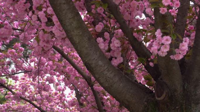 樱花粉色春季春暖花开桃花