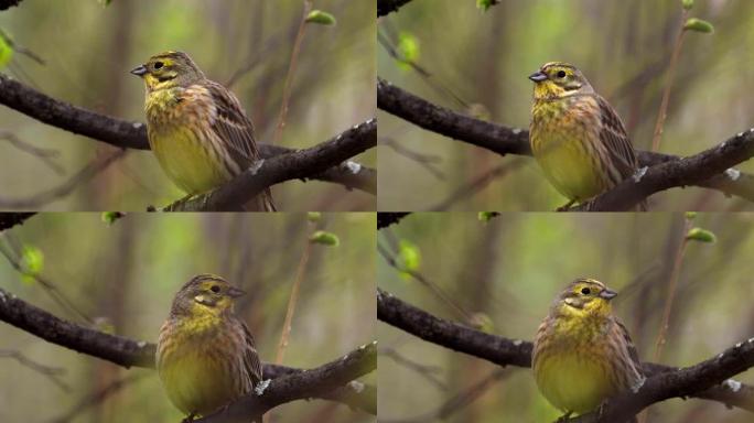 Bird - Yellowhammer ( Emberiza citrinella) 坐在灌木丛的树