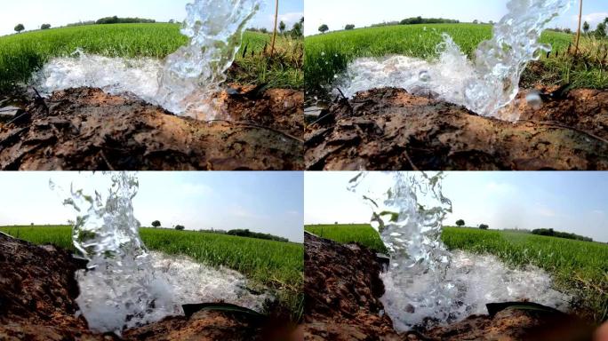水从一根管道流出，进入绿色的稻田。