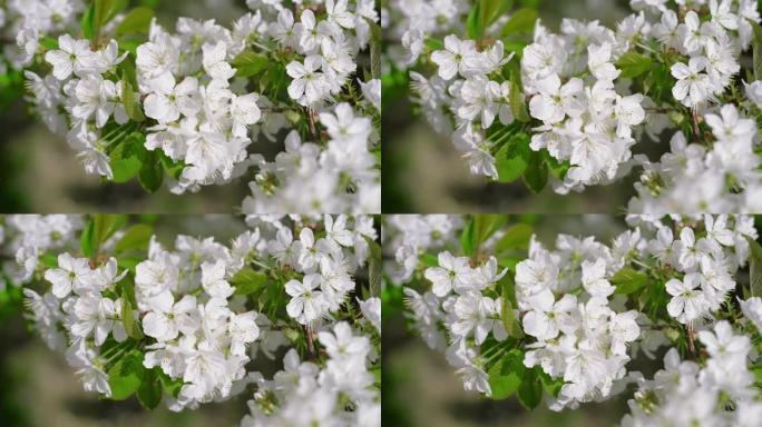 用白花关闭樱桃枝