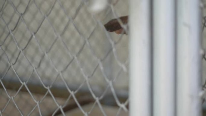 无家可归的小狗关在笼子里，找到出路，慢动作。