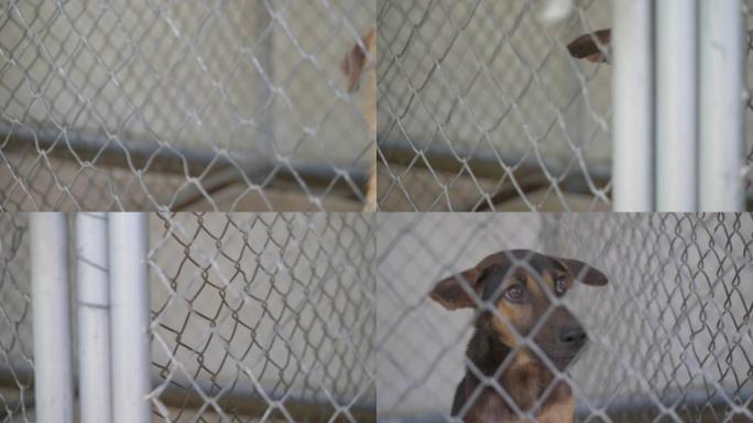 无家可归的小狗关在笼子里，找到出路，慢动作。