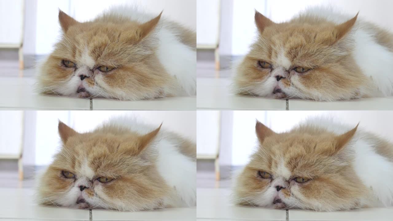 一只波斯猫躺在房子里的视频