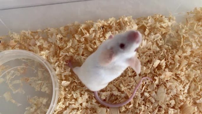 白色白化实验室老鼠坐在塑料盒里奔跑，笼子里，可爱的小啮齿动物枪口特写，宠物动物概念