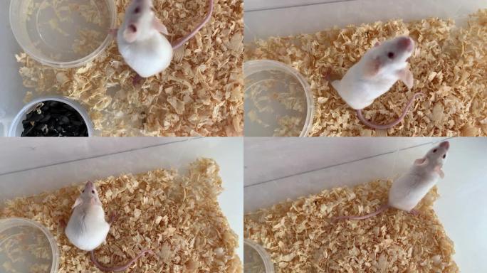 白色白化实验室老鼠坐在塑料盒里奔跑，笼子里，可爱的小啮齿动物枪口特写，宠物动物概念