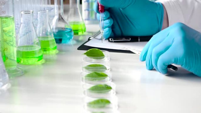 基因研究实验室。关闭视图: 科学家将药物滴在培养皿中的绿叶上