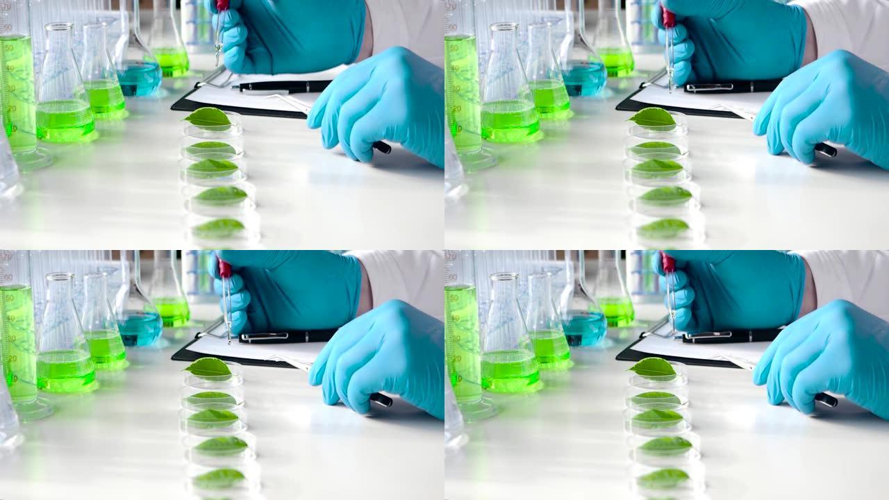 基因研究实验室。关闭视图: 科学家将药物滴在培养皿中的绿叶上