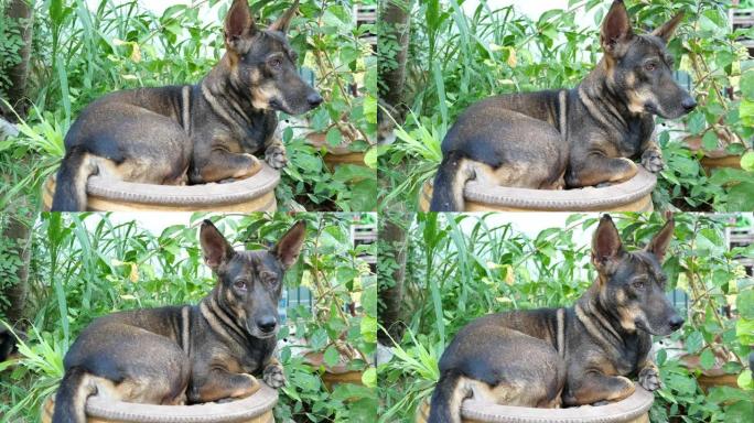 黑色和棕色斑点狗坐在树锅里