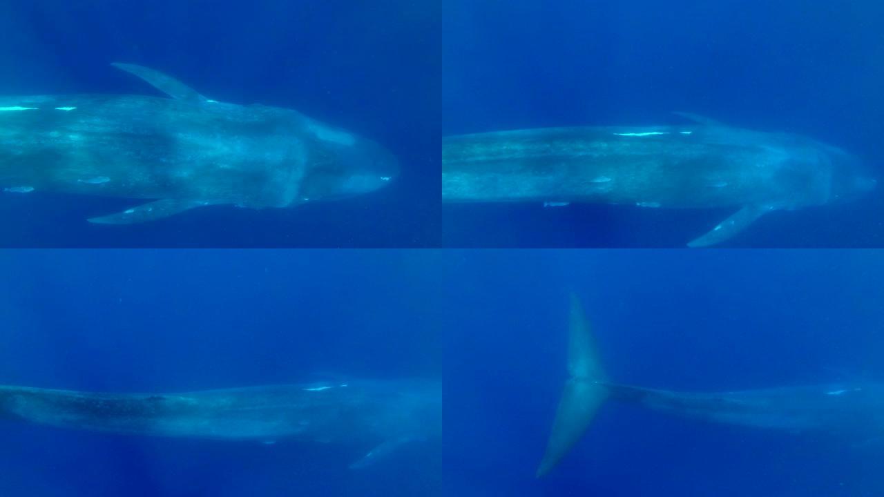 慢动作，蓝鲸的特写镜头在早晨的阳光中慢慢在蓝色的水中游泳。伟大的蓝鲸-巴兰翅小动物。水下射击，高角度