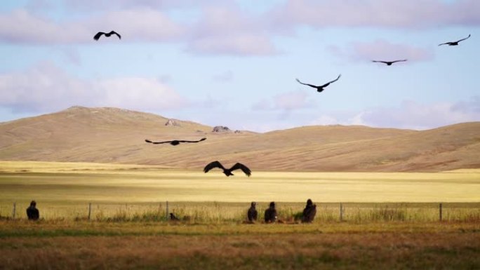 日落时分戈壁草原上秃鹫的美景